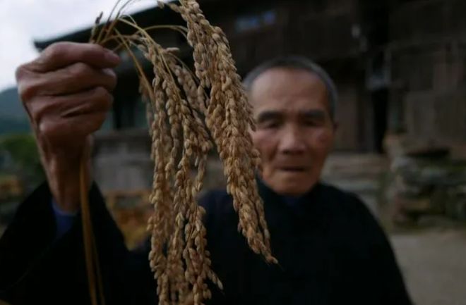 富硒大米和食用油(大米食用油富硒含量高吗)-硒宝网