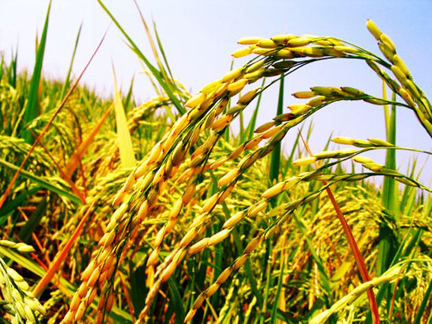 富硒大米香飘万里(富硒优质大米)-硒宝网