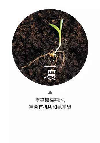 吉内得富硒大米5(大米吉富硒得内含量多少)-硒宝网