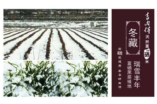 吉内得富硒大米5(大米吉富硒得内含量多少)-硒宝网