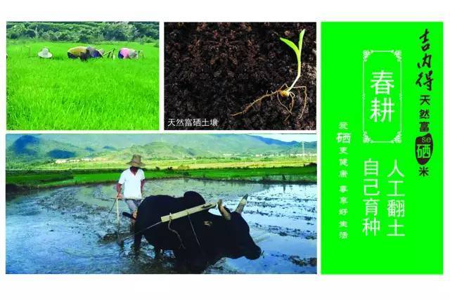 吉内得富硒大米5(大米吉富硒得内含量多少)-硒宝网