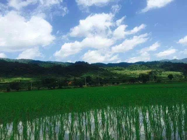 吉内得富硒大米5(大米吉富硒得内含量多少)-硒宝网