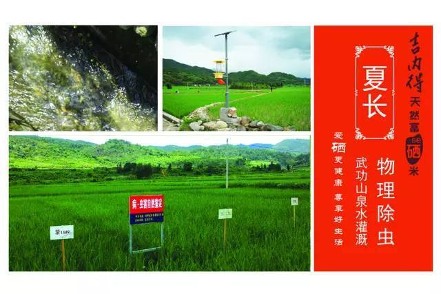 吉内得富硒大米5(大米吉富硒得内含量多少)-硒宝网