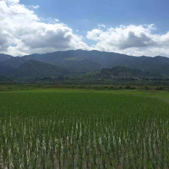 吉内得富硒大米5(大米吉富硒得内含量多少)-硒宝网