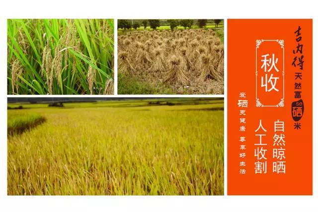 吉内得富硒大米5(大米吉富硒得内含量多少)-硒宝网