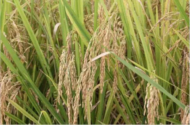 吉内得富硒大米5(大米吉富硒得内含量多少)-硒宝网