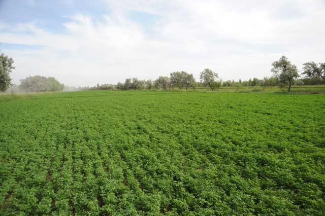 汝湖富硒大米价格（富硒大米2.5公斤价格）-硒宝网