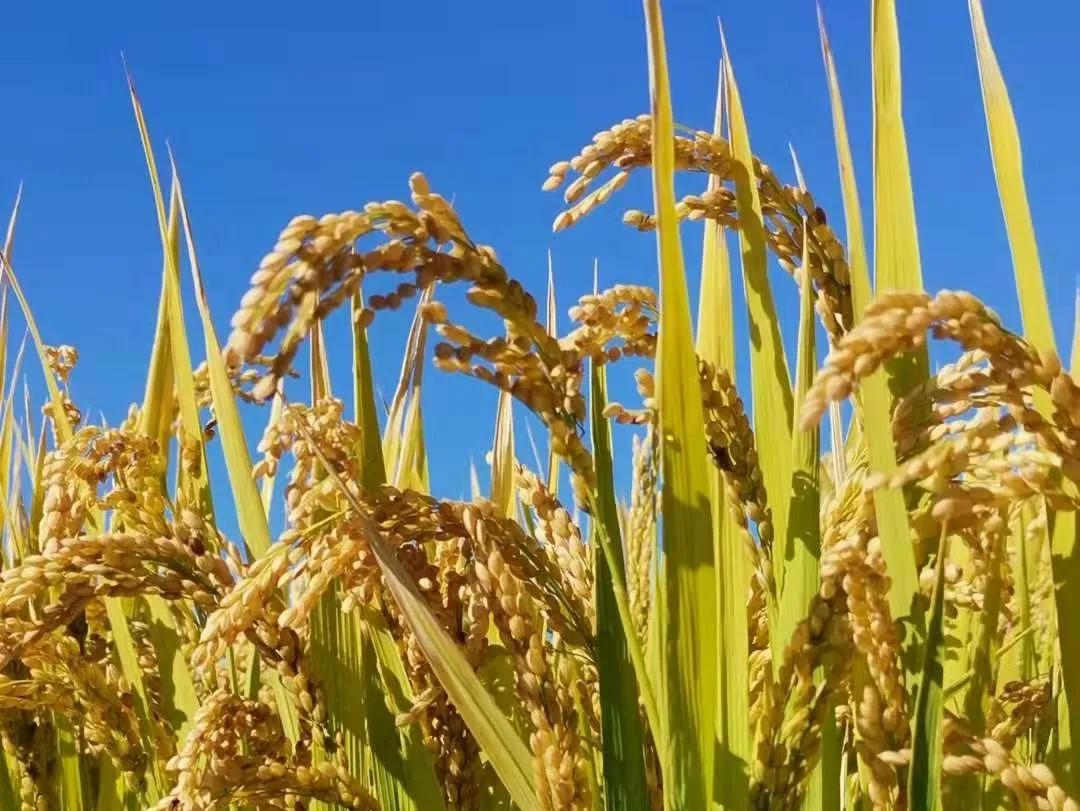 星火大米富硒黑米(富硒黑米和普通黑米营养对比表)-硒宝网