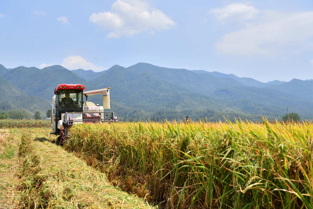 星火大米富硒黑米(富硒黑米和普通黑米营养对比表)-硒宝网