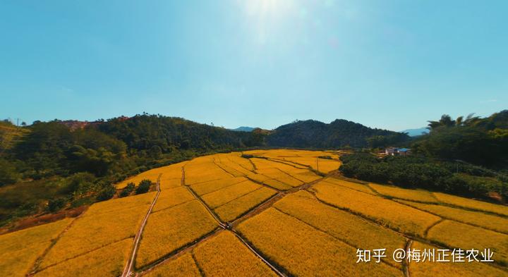 金利富硒大米价格(富硒大米多少钱一袋)-硒宝网