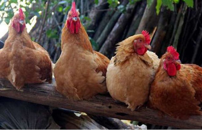 南屏富硒大米价格（南腰界富硒大米）-硒宝网