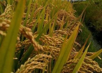 黑龙江富硒地大米（黑龙江有富硒米吗）-硒宝网