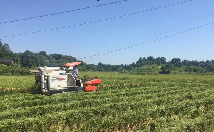 银夏有富硒大米吗(富硒大米中富含的营养物质)-硒宝网