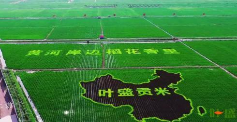 留庄富硒大米价格(富硒大米多少钱一公斤)-硒宝网