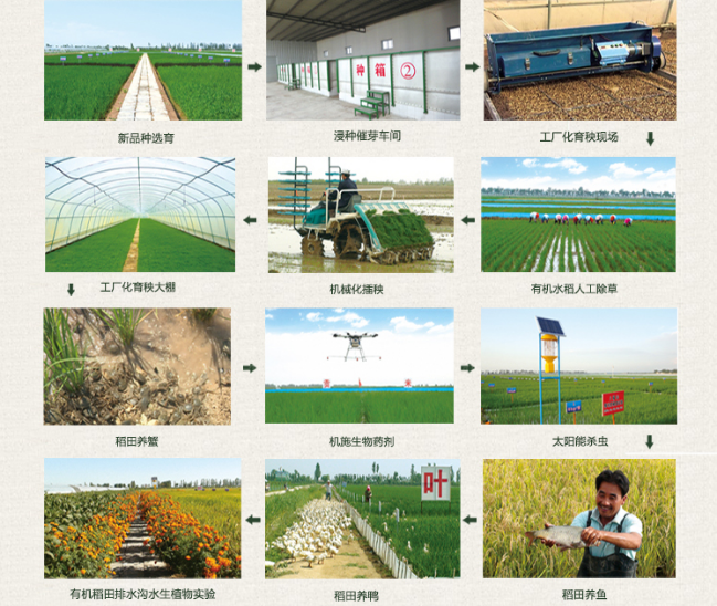 留庄富硒大米价格(富硒大米多少钱一公斤)-硒宝网