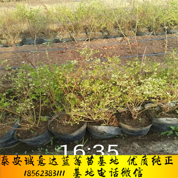 冷泥富硒大米厂家（富硒优质大米）-硒宝网