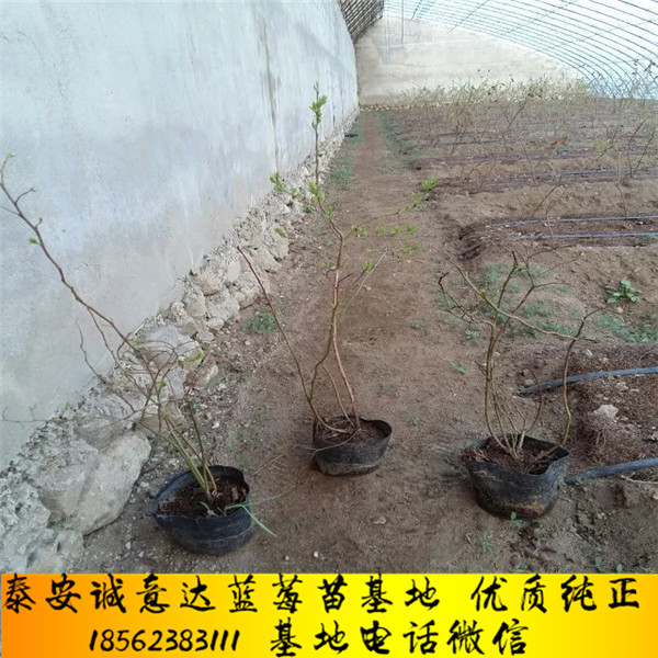 冷泥富硒大米厂家（富硒优质大米）-硒宝网