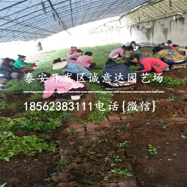 冷泥富硒大米厂家（富硒优质大米）-硒宝网