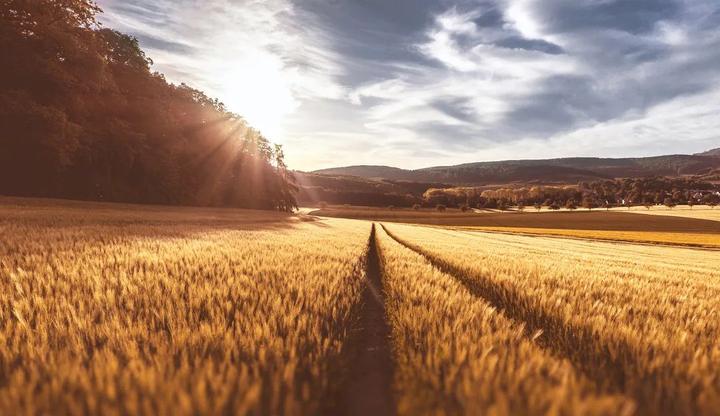 吉林大米富硒二号（吉林富硒米多少钱一斤）-硒宝网