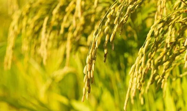 吉林大米富硒二号（吉林富硒米多少钱一斤）-硒宝网