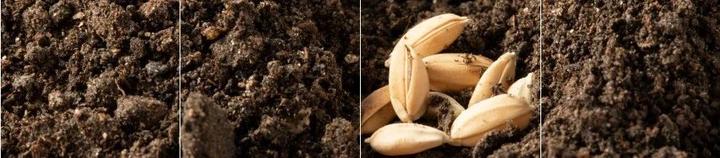 吉林大米富硒二号（吉林富硒米多少钱一斤）-硒宝网