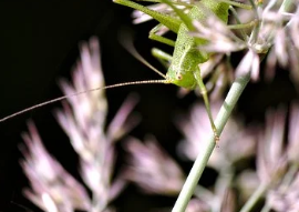 富硒大米的宣传语(富硒大米广告文案)-硒宝网