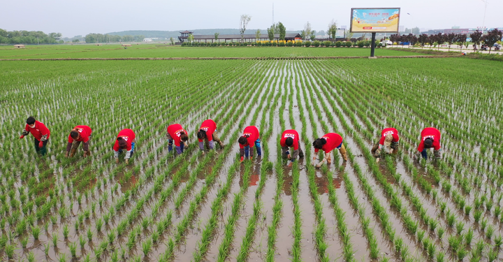 宏乐留庄富硒大米(弘本富硒大米)-硒宝网