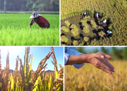 吉内得富硒大米5（富硒大米危害）-硒宝网