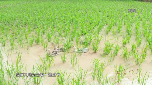 吉内得富硒大米5（富硒大米危害）-硒宝网