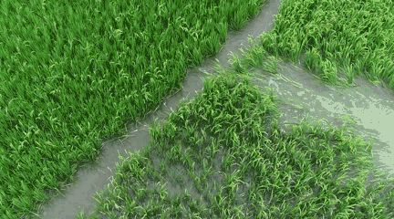 富硒大米多少钱升（富硒大米危害）-硒宝网