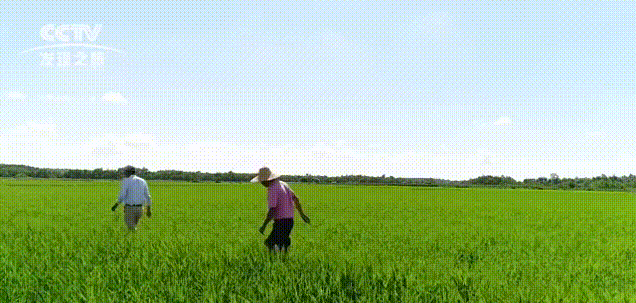 富硒大米多少钱升（富硒大米危害）-硒宝网