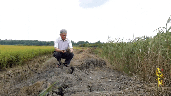 富硒大米多少钱升（富硒大米危害）-硒宝网