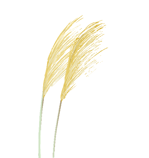 富硒大米什么人吃（大米吃富硒人能吃吗）-硒宝网