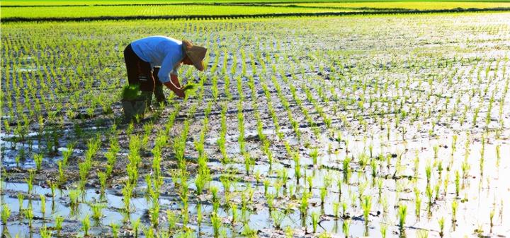 富硒大米包装袋子（大米袋子包装富硒含量多少）-硒宝网
