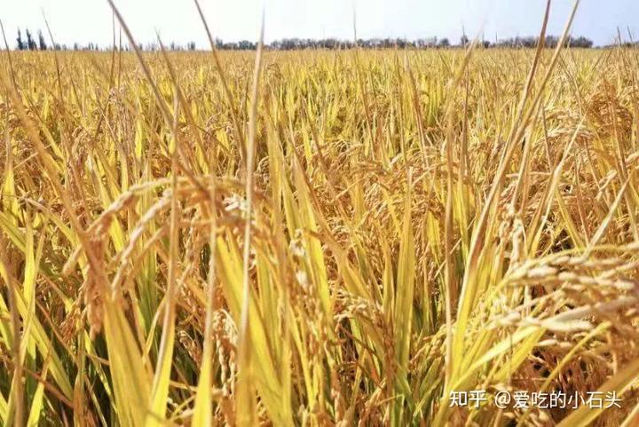 富硒大米的创始人（富硒大米的由来）-硒宝网