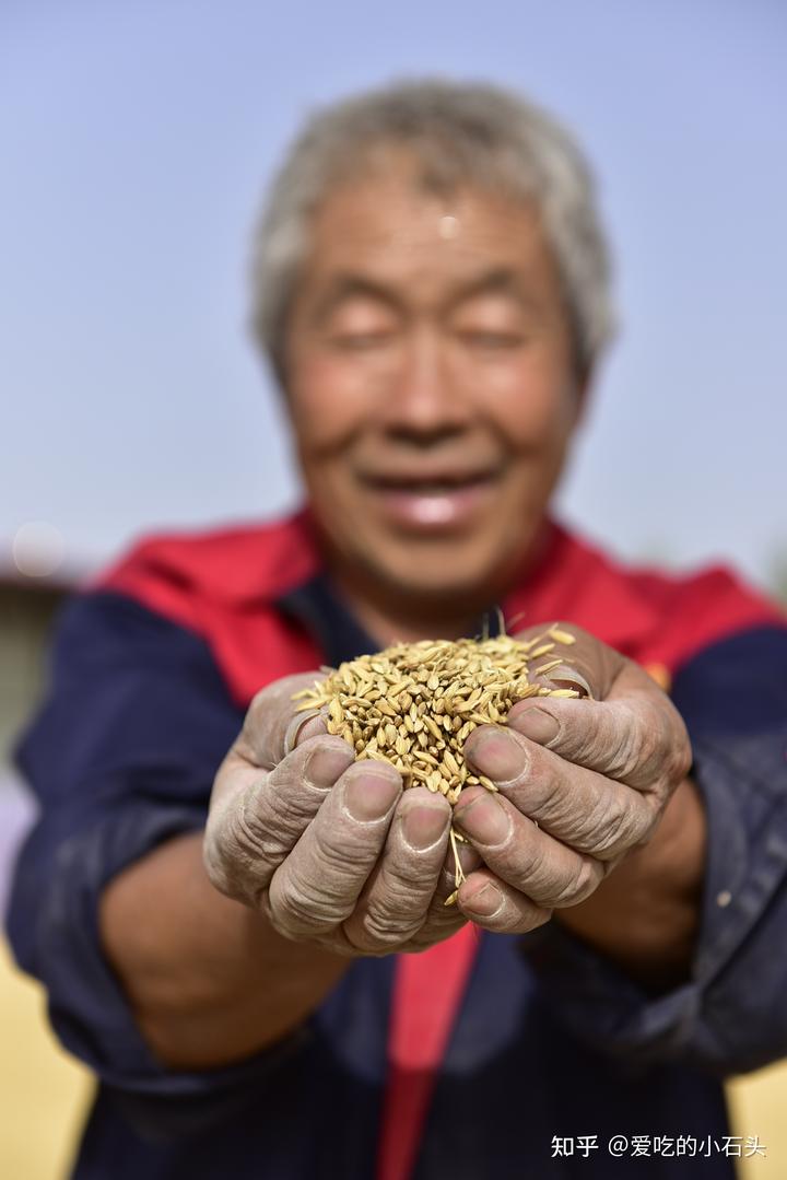 富硒大米的创始人（富硒大米的由来）-硒宝网