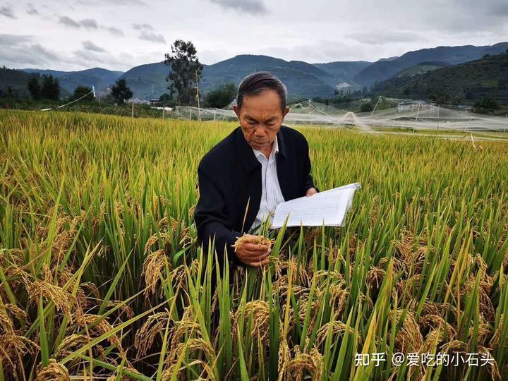 富硒大米的创始人（富硒大米的由来）-硒宝网