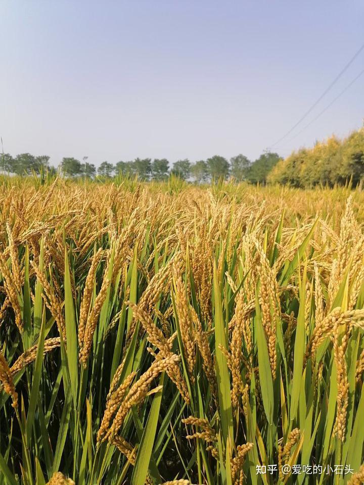 富硒大米的创始人（富硒大米的由来）-硒宝网