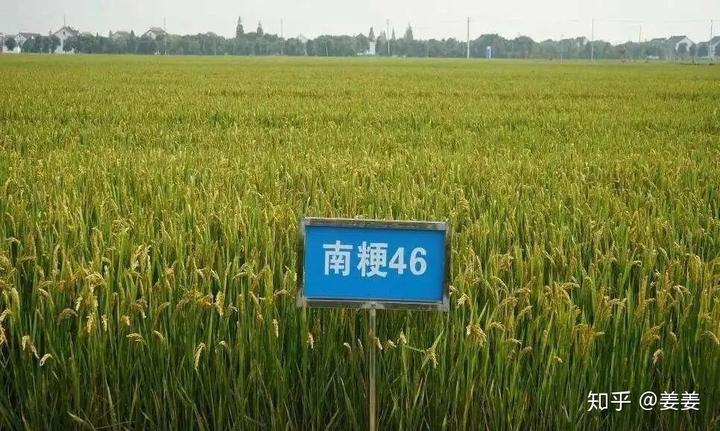 富硒大米包装袋子（富硒大米包装简介）-硒宝网