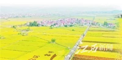 江西省的富硒大米(江西富硒大米产地)-硒宝网