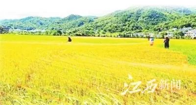 江西省的富硒大米(江西富硒大米产地)-硒宝网