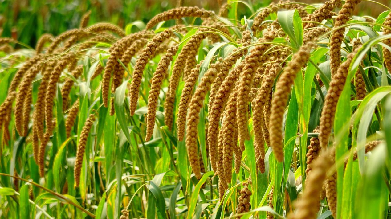 雁岛优农富硒大米(雁兴大米价格)-硒宝网