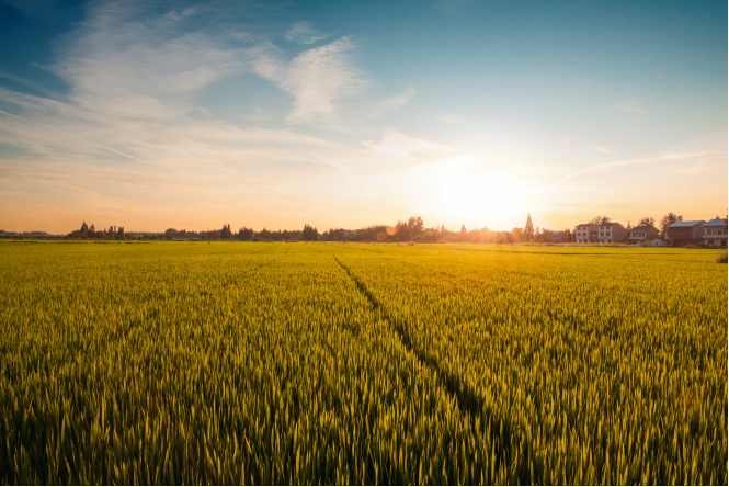 五常富硒大米龙缘（富硒米好吃还是五常米好吃）-硒宝网