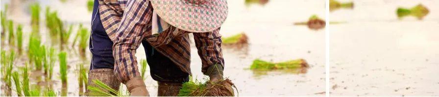 五常富硒大米龙缘（富硒米好吃还是五常米好吃）-硒宝网