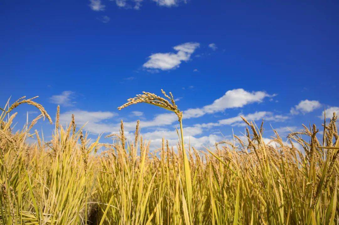 富硒小町大米价格（富硒大米哪个品牌好）-硒宝网