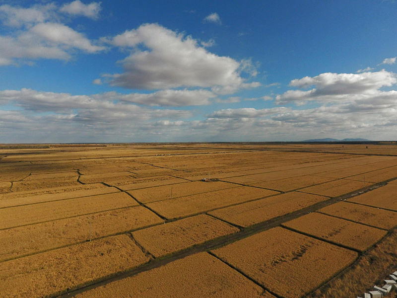 三江平原富硒大米（三江平原大米品质优良的原因）-硒宝网