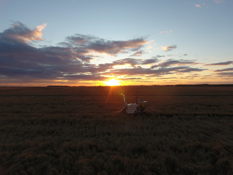 三江平原富硒大米（三江平原大米品质优良的原因）-硒宝网