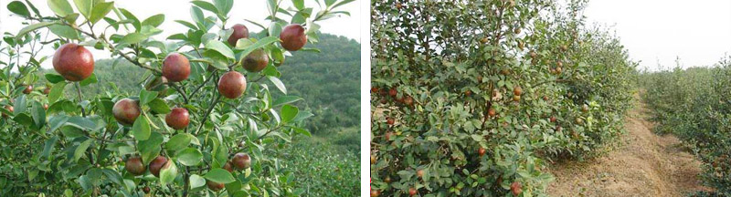 一乡一品富硒大米（富硒优质大米）-硒宝网