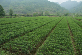 一乡一品富硒大米（富硒优质大米）-硒宝网