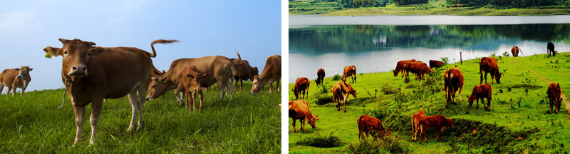 一乡一品富硒大米（富硒优质大米）-硒宝网